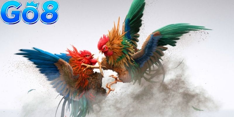 Đá gà GO8 có hệ thống phát sóng cực kỳ chuẩn nét