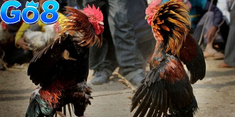 Đá Gà GO8 - Sới Kê Trực Tiếp Thomo Phát Sóng Cực Sắc Nét