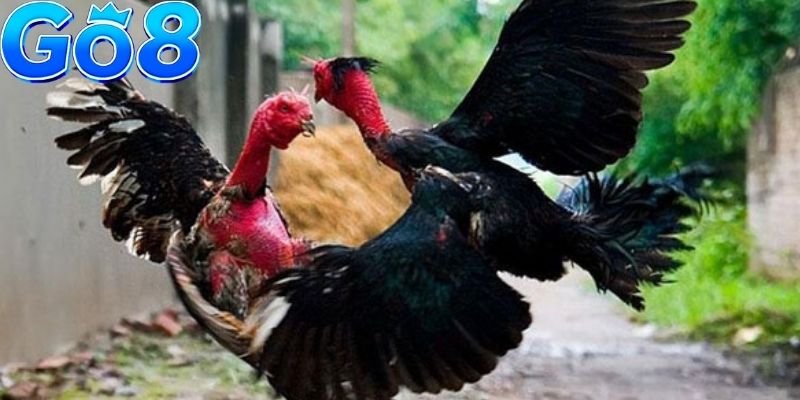 Đo lường trạng thái sung mãn qua cơ bắp và sắc mào