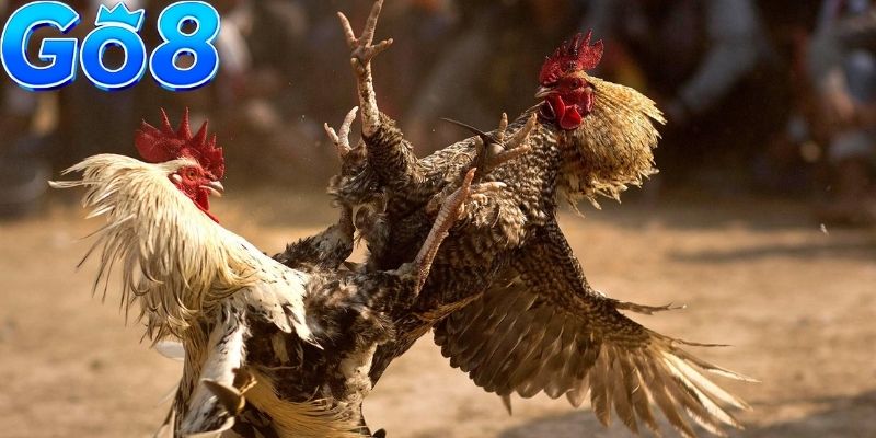 Hình thức cựa dao đòi hỏi chiến kê phản xạ nhanh